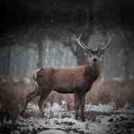 Wild Irish Game