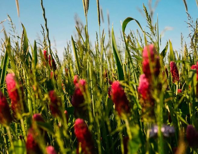 Wildfarmed Fields Full of Life 11.jpeg