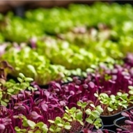 littlecress.jpg