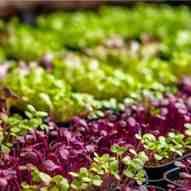 Littlecress (1)
