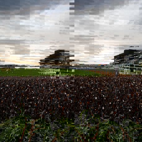 Leopardstown Racecourse NH